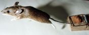 Long-tailed Field Mouse 1992
