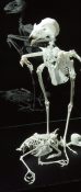 Sparrowhawk Skeleton with prey by Henk Dikkema 1992