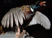 Pheasant 1993