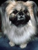 Pekingese Dog 1992