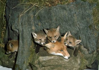 Foxes by Mike Gadd 1993
