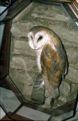 Barn Owl by Mike Gadd 1994