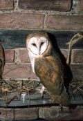 Barn Owl by Will Hales 1995