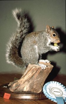 Grey Squirrel by Brynja Davidsdottir 1995