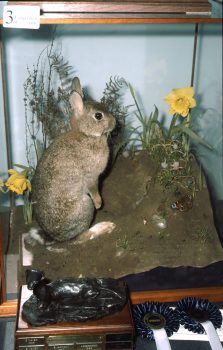 Rabbit by Steve Massam 1996