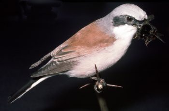 Red-backed Shrike by Pete Summers 1996