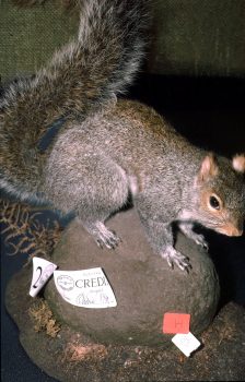 Squirrel by Mike Gadd 1996