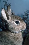 Rabbit by Steve Massam 1996