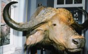 Cape Buffalo Head by Dave Hollingworth 1997