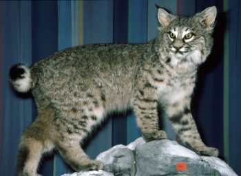 Bobcat by Dave Green 1998