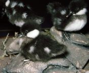 Ducklings 1998