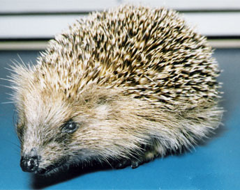 Juvenile Hedgehog by Emily Mayer 2000