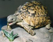 Tortoise by Ruth Pollitt 2000