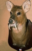 Chinese Water Deer Head by Gary Tatterton 2002