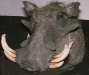 Warthog Head by Gary Tatterton 2003