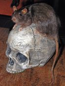 Rat by Steve Toher