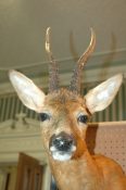 Roe Deer Head by Gary Tatterton 2006