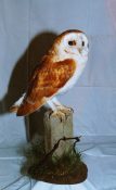 Barn Owl by Dave Astley