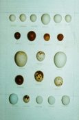 Replica Eggs by Dave Astley