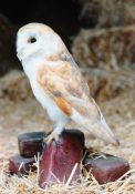 Barn Owl by Dave Astley