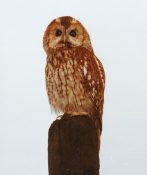 Tawny Owl by Dave Astley