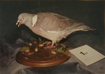 Wood Pigeon by Derek Frampton 1982