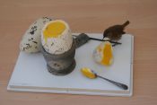 Great Auk Egg with Wren by Derek Frampton 2003