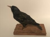 Ian Hutchison's First Bird 1964