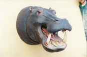 Hippo Head Sculpture by Mike Gadd