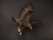 Golden Eagle by Mike Gadd 2015