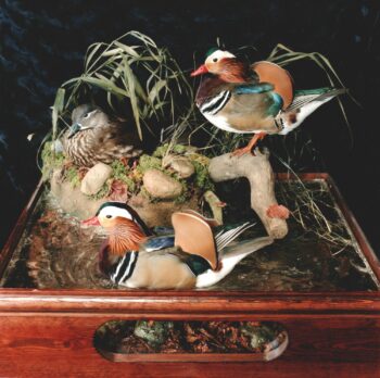 Mandarin Ducks by Carl Church 2000