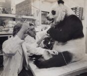 Ian Hutchison & Roy Hale - Chi Chi the Giant Panda