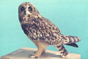 Short-eared Owl by Ian Hutchison