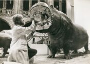Ian Hutchison renovating a Hippopotamus at the Natural History Museum
