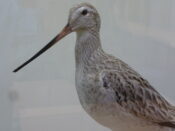 Bar-tailed Godwit by James Dickinson 1996