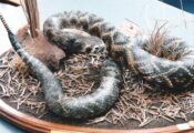 Rattle Snake 1999
