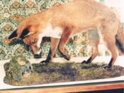 Fox 1987