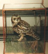 Short-eared Owl 1990