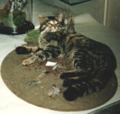Wild Cat 1990