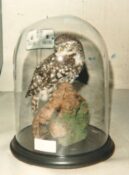 Little Owl 1990