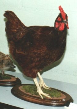 Cockerel by Raymond Dunston 1989