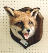 Fox Head by Brian Jackson 1986