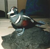 Harlequin Duck by Peter Summers 1990