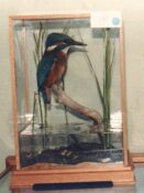 Kingfisher by Steve Massam 1986