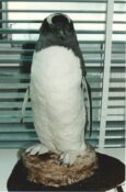 Penguin 1989
