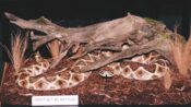 Rattle Snake by Colin Scott 1999