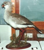 Secretary Bird by Kim McDonald 1989
