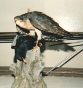 Sparrowhawk & Blackbird by Steve Massam 1990