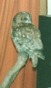 Tawny Owl 1988