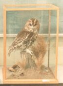 Tawny Owl 1986